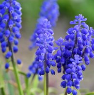 Bijvriendelijke bloeiende bloemen - Blauwe druif
