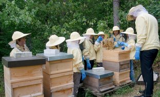 Basisonderwijs bijen